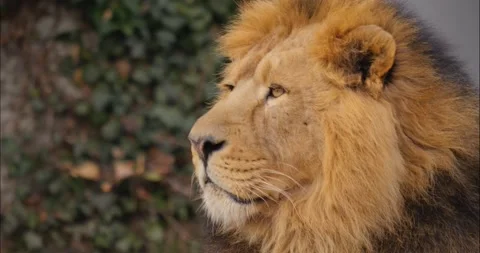 A Lions head turning Stock Footage 234230046