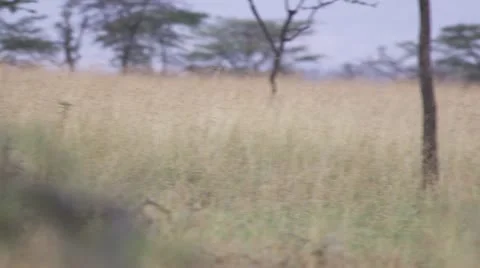 Lions in high grass Stock Footage 12654783