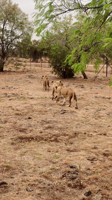 Lions in the jungle Stock Footage 289072348