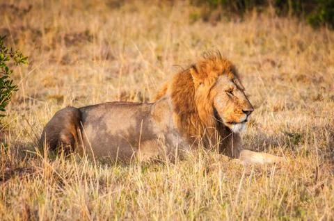 Lions in Kenya Stock Photos