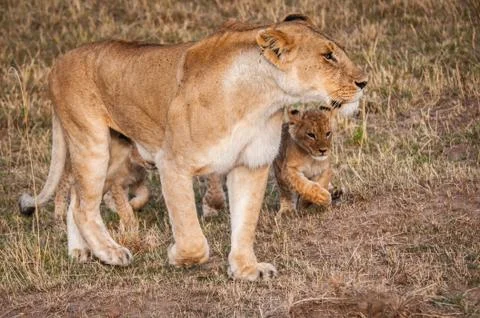 Lions in Kenya Stock Photos