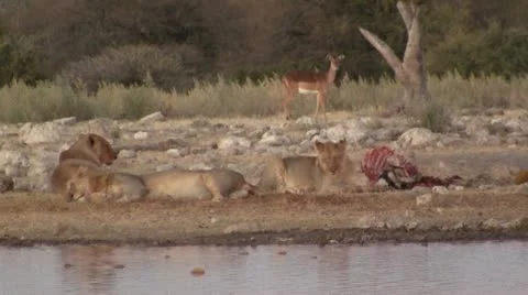 Lions with killed prey, impala in background Video stock 12165912