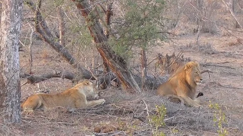 Lions in the kruger park Stock Footage 82334838