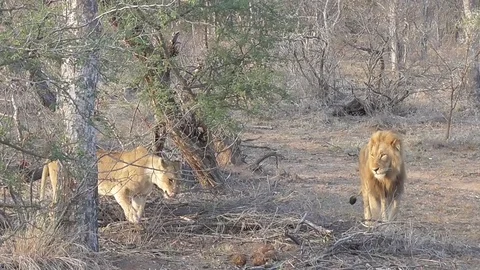 Lions in the kruger park Stock Footage 82335192