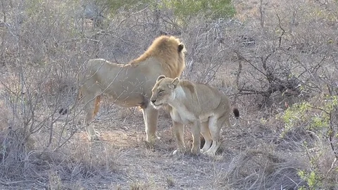 Lions in the kruger park Stock Footage 82335459