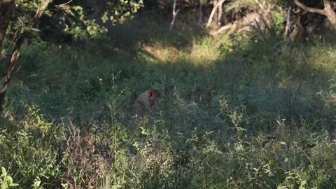 Lions laying in the brush Stock Footage 334572269