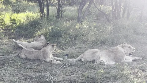 Lions laying down Stock Footage 334748202