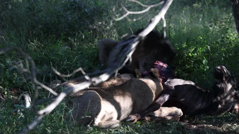 Lions laying down Video stock 334748546