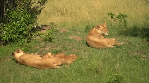 Lions Laying Down in Maasai Mara, Kenya Stock Footage 40956079
