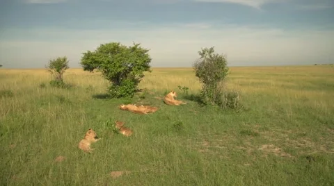 Lions Laying Down in Maasai Mara, Kenya Stock Footage 40956080