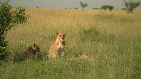 Lions Laying Down in Slow Motion in Maasai Mara, Kenya Stock Footage 40956147