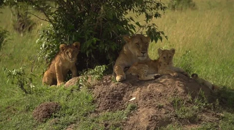Lions Laying Down in Slow Motion in Maasai Mara, Kenya Stock Footage 40956158