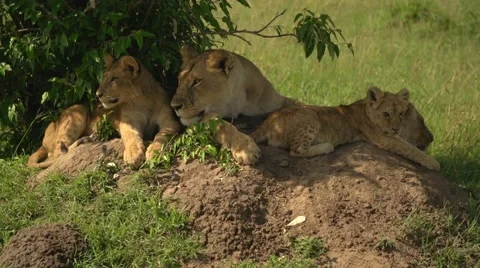 Lions Laying Down in Slow Motion in Maasai Mara, Kenya Stock Footage 40956232