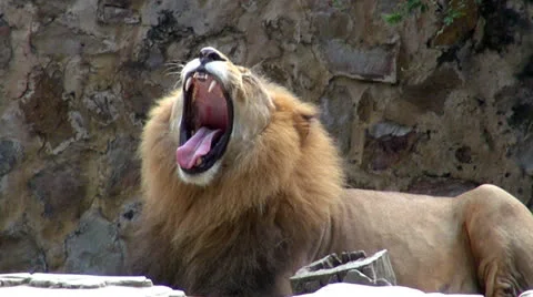 Lions, Lionesses, Felines, Zoo Animals, Wildlife Stock Footage