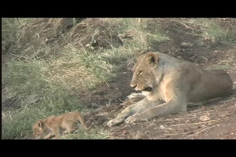 Lions - lionness w:tiny cub tight Video stock 606003