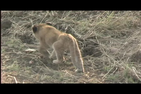 Lions - lionness w:tiny cub tight cub walks away Video stock 606008