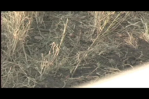 Lions - lionness w:tiny cub tight pass car Stock Footage 606012