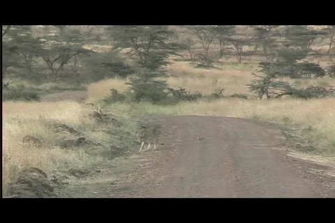 Lions - lionness w:tiny cub wide2 Stock Footage 606018