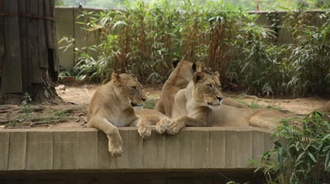 Lions looking around and getting sleepy Stock Footage 66686993