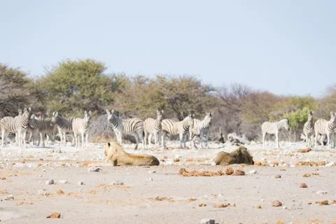Lions lying down on the ground. Zebra (defocused) walking undisturbed in the  Stock Photos