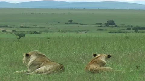 Lions lying down looking across Masai Mara Video stock 12377688