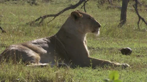 Lions lying in the grass Stock Footage 12651436
