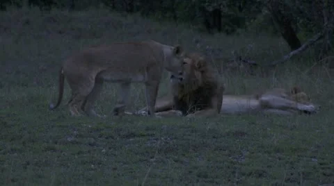 Lions lying in grass Stock Footage 12654620