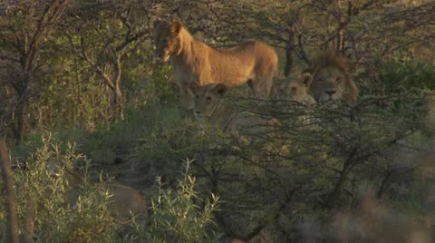 Lions lying in grass surrounded by trees Stock Footage 12658272