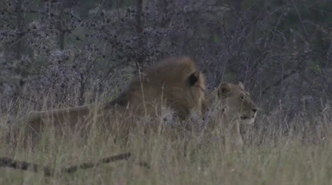 Lions lying in grass surrounded by trees Stock Footage 12658299