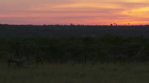 Lions lying in grass surrounded by trees, with sunset sky Stock Footage 12658301