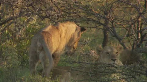 Lions lying in grass surrounded by trees+young lion walking Stock Footage 12658278