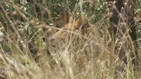 Lions lying on grass, watching through grass Stock Footage 12650810