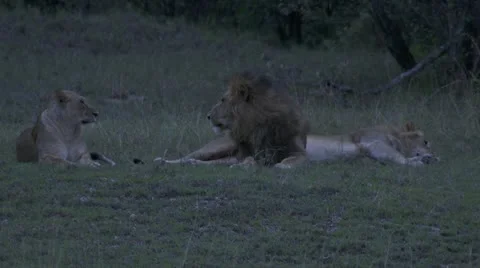 Lions lying in grass yawning Stock Footage 12654559