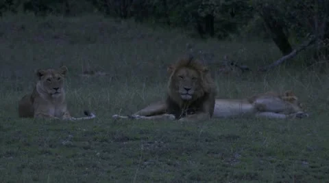 Lions lying in grass yawning Stock Footage 12654588