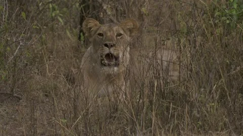 Lions lying in high grass and walking Stock Footage 12647893