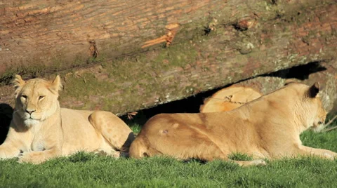 Lions lying by a log Stock Footage 42187615