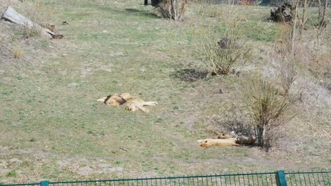 Lions lying, sleeping, resting on grass Stock Footage 106287810
