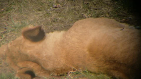 Lions lying, sleeping, resting on grass seen through telescope Stock Footage 106289659