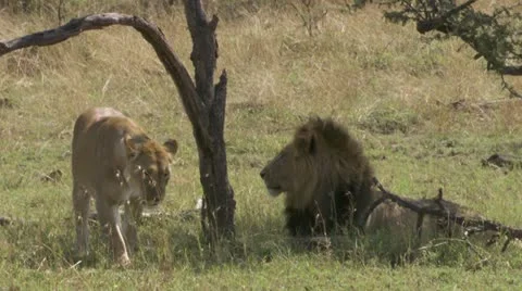 Lions lying under trees Stock Footage 12657744