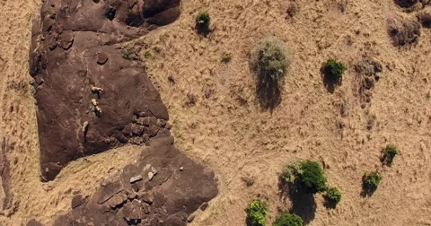 Lions making a run from the rocks Masai Mara Stock Footage 68756130