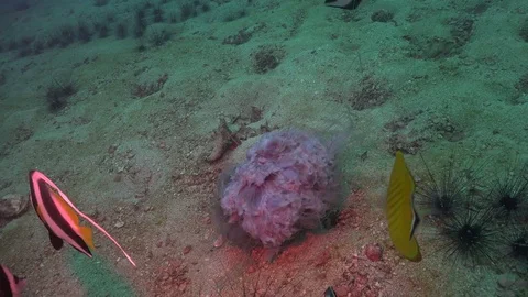 Lion's mane jellyfish on the bottom Stock Footage 81274876