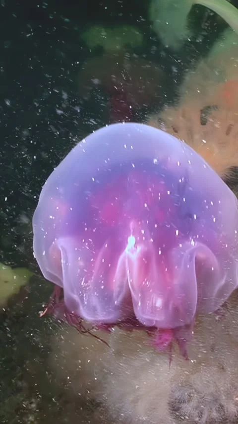 Lions Mane Jellyfish Dances in the Deep, Cold Waters of the North Stock Footage 320326341