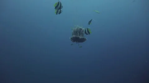 Lion's mane jellyfish Stock Footage 81274964