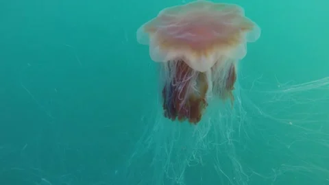 Lion's Mane Jellyfish Stock Footage 263847103