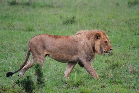 Lions marching down a green pathway in Masai Mara Kenya Stock Photos
