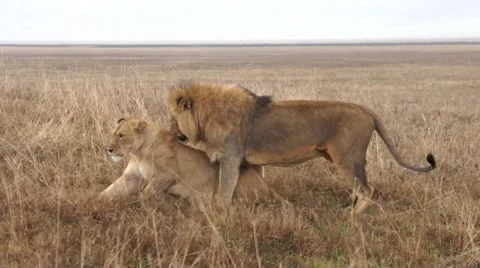 Lions mate in the wild Stock-Footage 43293493