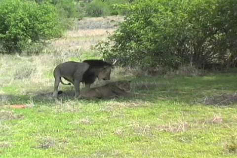 Lions mating Stock Footage 96743