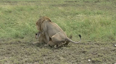 LIONS MATING 動画素材 20589643