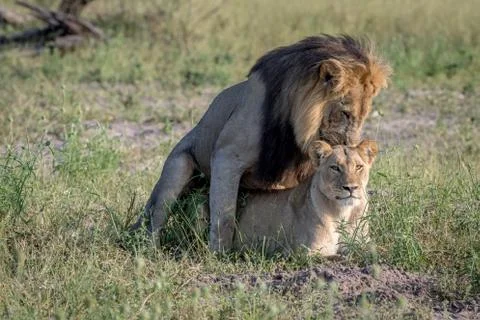 Lions mating in the grass in Chobe. Stock Photos