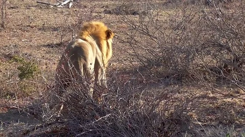 Lions mating in the kruger park Stock Footage 82335701
